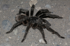 Grammostola