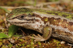 Liolaemus chiliensis
