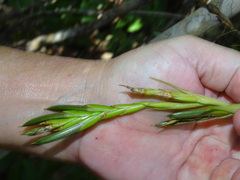 Tillandsia balbisiana