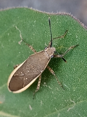 Catorhintha selector