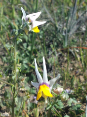 Nemesia cheiranthus