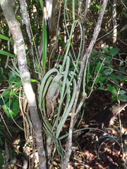 Tillandsia balbisiana