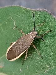 Catorhintha selector