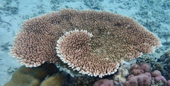 Acropora millepora