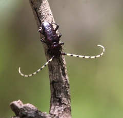 Ancylosternus annulicorne