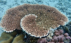 Acropora millepora
