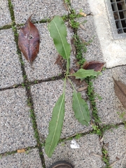 Lactuca virosa