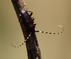 Ancylosternus annulicorne