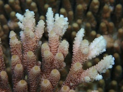 Acropora millepora