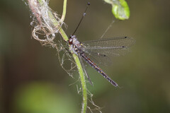 Suhpalacsa lyriformis