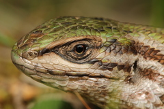 Liolaemus chiliensis
