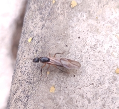 Camponotus