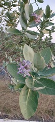 Calotropis gigantea