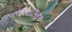 Calotropis gigantea