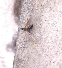 Camponotus