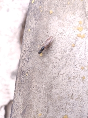 Camponotus