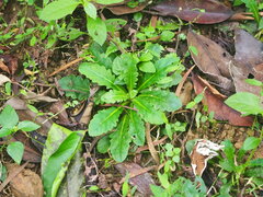 Mazus fauriei