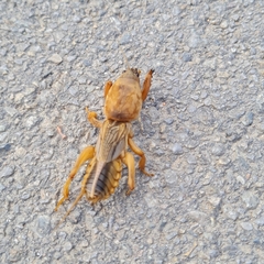 Gryllotalpa septemdecimchromosomica