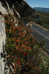 Erica hibbertia