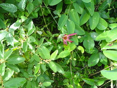 Passiflora cupraea