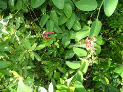 Passiflora cupraea