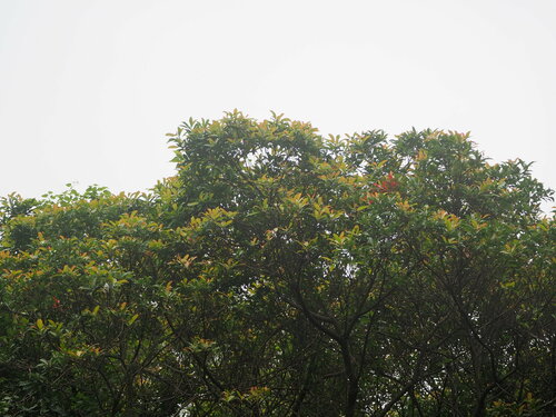 Elaeocarpus decipiens