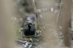 Turnix melanogaster