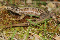 Liolaemus chiliensis