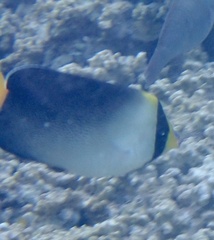 Chaetodontoplus mesoleucus