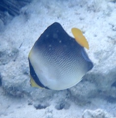 Chaetodontoplus mesoleucus