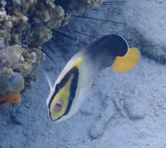 Chaetodontoplus mesoleucus