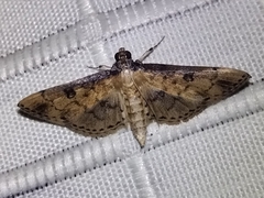 Nacoleia charesalis