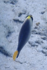 Chaetodontoplus mesoleucus