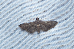 Steniini