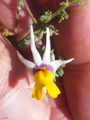 Nemesia cheiranthus