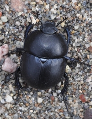 Thorectes punctatolineatus