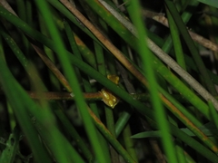 Dendropsophus elegans