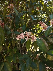 Ardisia compressa