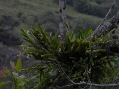 Epidendrum blepharistes