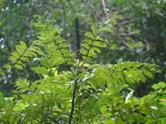 Zanthoxylum ailanthoides