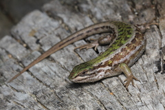 Liolaemus chiliensis