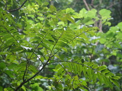 Zanthoxylum ailanthoides