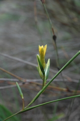 Romulea elliptica