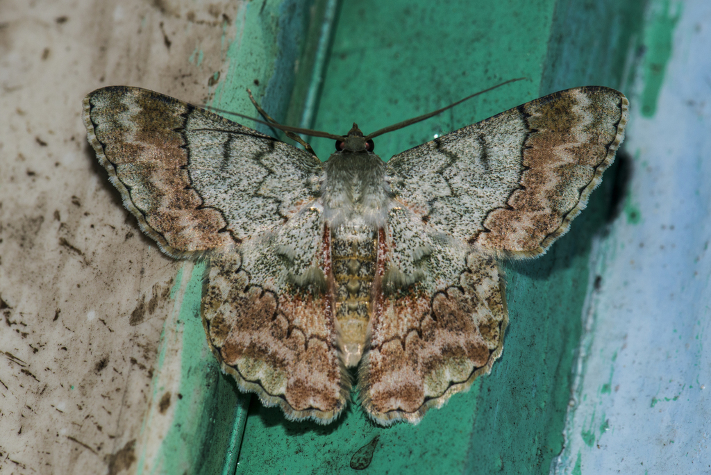 Pingasa rubicunda