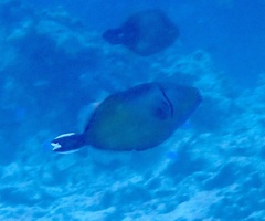 Sufflamen chrysopterum