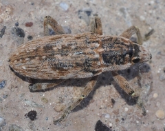 Temnorhinus mixtus