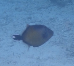 Sufflamen chrysopterum