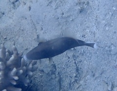Sufflamen chrysopterum