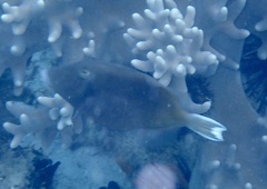 Sufflamen chrysopterum