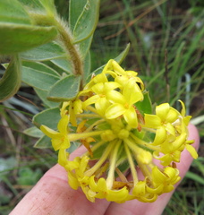 Lasiosiphon anthylloides